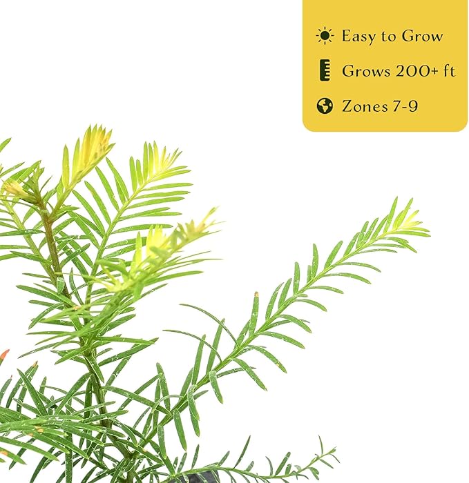 2 Coastal Redwood in 3.5” Nursery Cubes (Sequoia sempervirens) | Majestic Evergreen Tree for Shade, Privacy & Wildlife Support | Ready-to-Plant Live Starter Plants