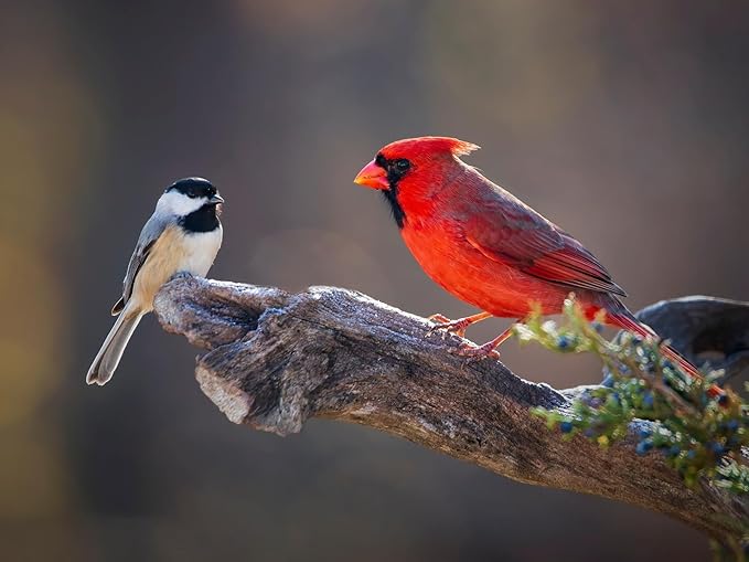 Birdseed Cylinders with Hole - Bird Seed for Outside Wild Birds (Small Cylinder, Neat Beak 6pc)