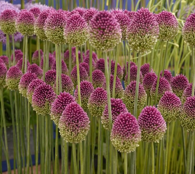 100 Drumstick Allium Bulbs for Planting - Perennial Garden or Container Flowers