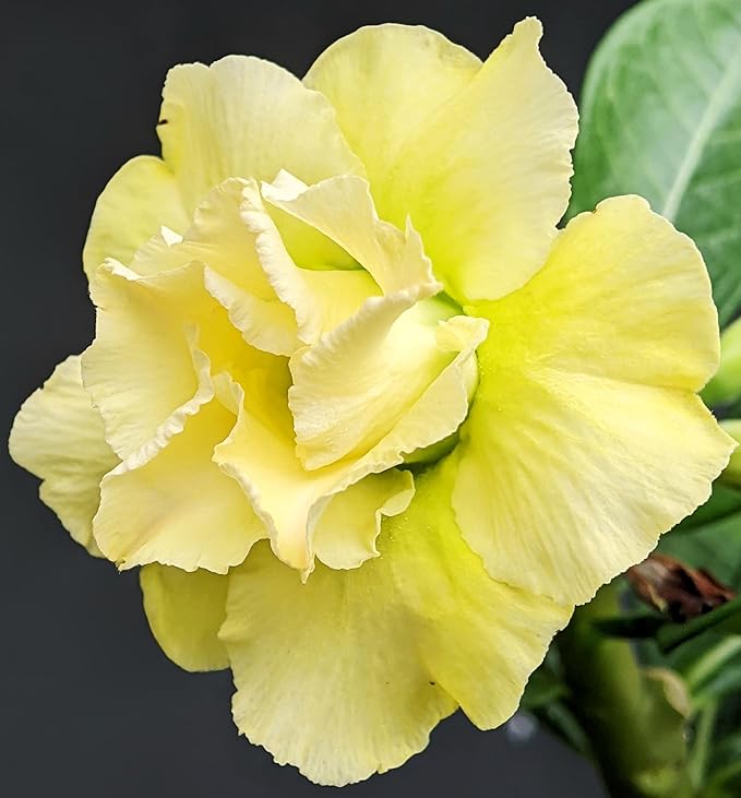 20 Desert Rose Seeds for Planting Mixed Color Ready to Grow Adenium Obesum Seeds Exotic Succulent Colorful Bonsai Plant Tropical Rose Flower Planting Non-GMO Heirloom