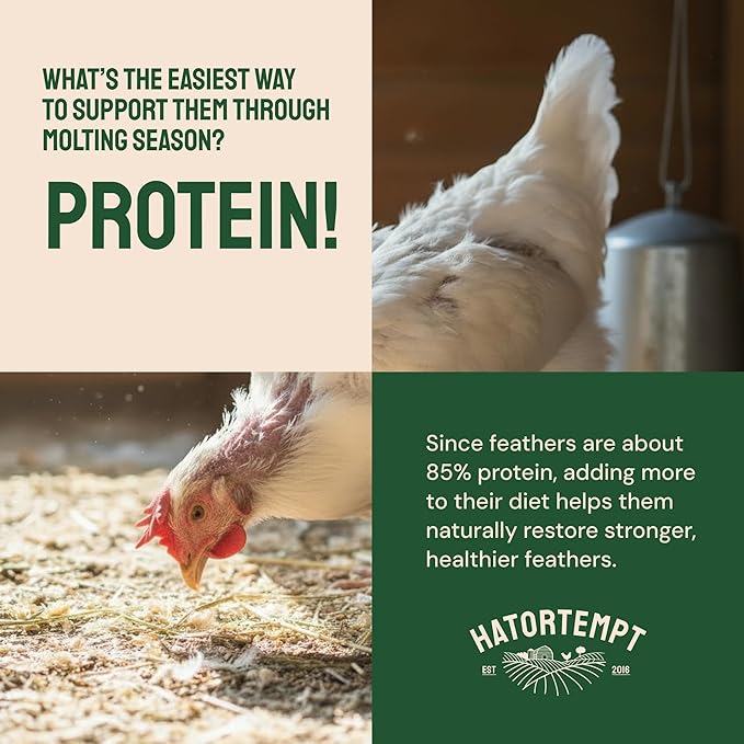 Hatortempt Bulk Dried Mealworms - 10 Lb Bag - Non-GMO Dried Mealworms for Chickens, Ducks & Wild Birds - High-Protein Chicken Feed & Bird Food