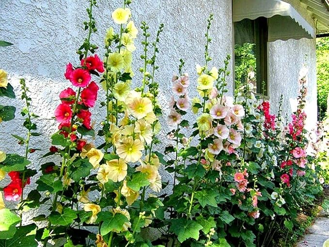 Seeds Hollyhock Seed Mix Malva 30+ Seeds for Planting Showy Perennial Flower Multicolor Mixture (Pack of 2)