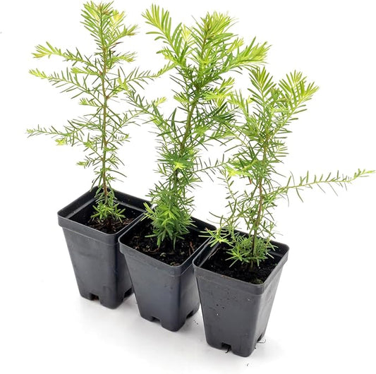 3 Coastal Redwood in 3.5” Nursery Cubes (Sequoia sempervirens) | Majestic Evergreen Tree for Shade, Privacy & Wildlife Support | Ready-to-Plant Live Starter Plants