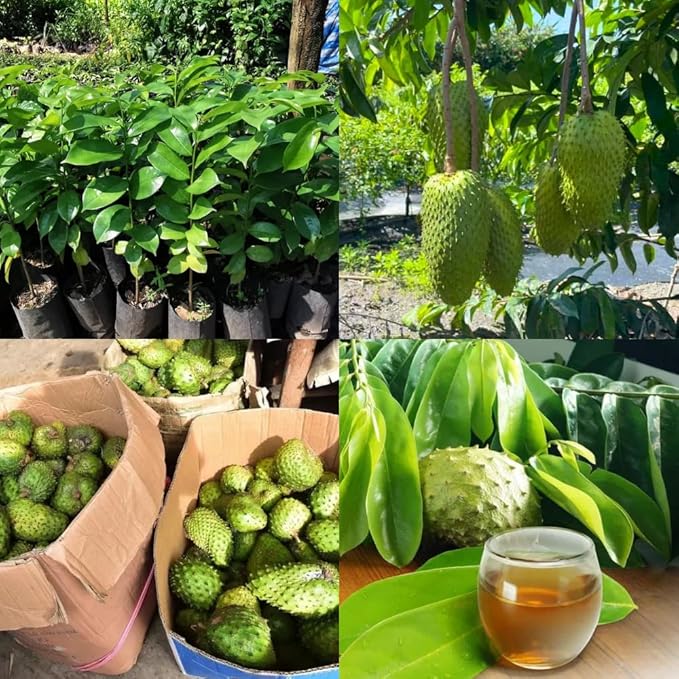3 Years Old Soursop Tree Plant Live in 3 Gallon Pot, 2-3 Feet Soursop Trees Seedling Tropical Fruit, Sweet Annona Muricata Guanabana for Outdoor Planting, Can not Ship to California
