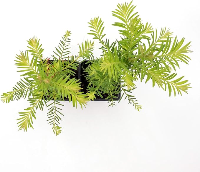 2 Coastal Redwood in 3.5” Nursery Cubes (Sequoia sempervirens) | Majestic Evergreen Tree for Shade, Privacy & Wildlife Support | Ready-to-Plant Live Starter Plants
