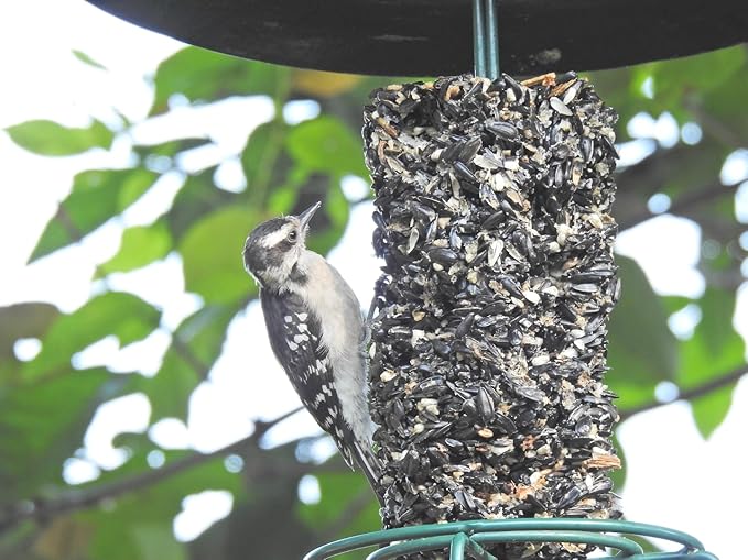JCs Wildlife Wild Bird Blend Premium Bird Seed Small Cylinder with Hole, 1.5 lb (4 Cylinder)
