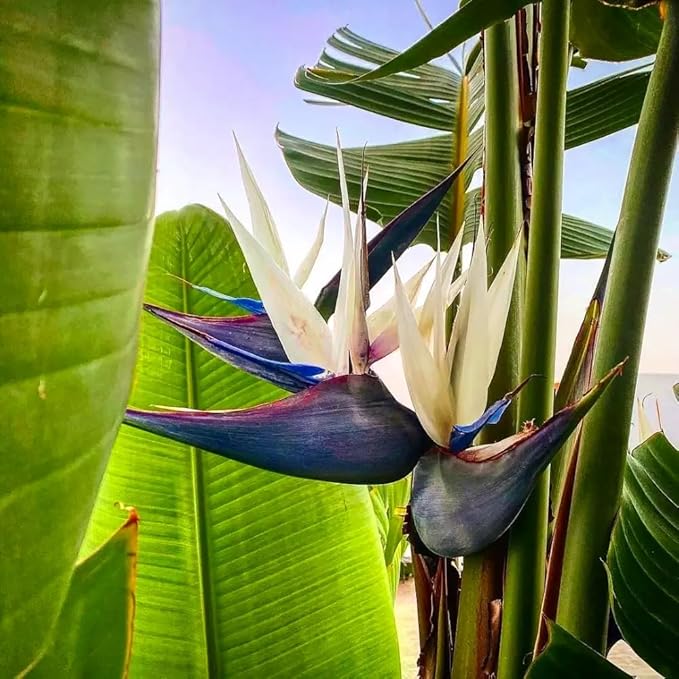 Bird of Paradise - White - Strelitzia Nicholai. (2 White BoP in Sac)