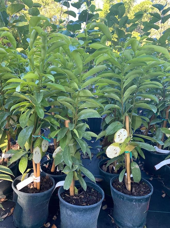 3 Years Old Soursop Tree Plant Live in 3 Gallon Pot, 2-3 Feet Soursop Trees Seedling Tropical Fruit, Sweet Annona Muricata Guanabana for Outdoor Planting, Can not Ship to California