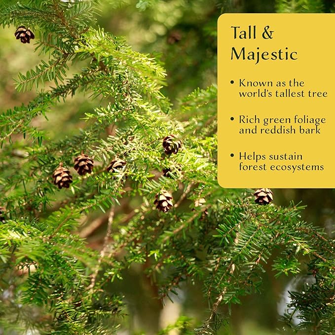 2 Coastal Redwood in 3.5” Nursery Cubes (Sequoia sempervirens) | Majestic Evergreen Tree for Shade, Privacy & Wildlife Support | Ready-to-Plant Live Starter Plants