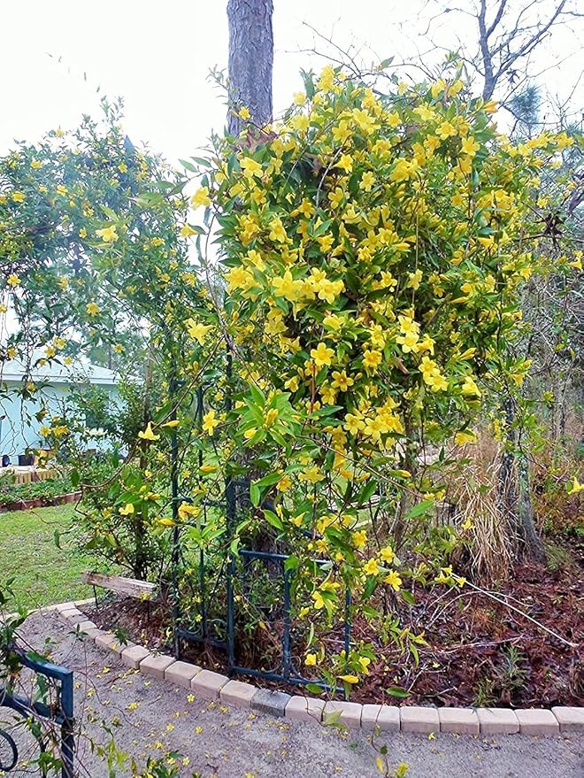 Carolina Jasmine | 2 Large Gallon Size Plant | Gelsemium Sempervirens | Fragrant Yellow Blooms, Evergreen Vine, Low Maintenance, Fast Growing, Climbing, Attracts Pollinators, Garden Trellis