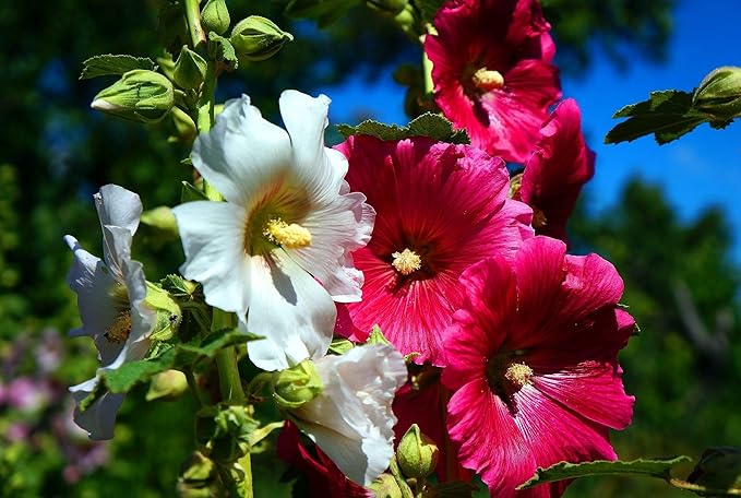 Seeds Hollyhock Seed Mix Malva 30+ Seeds for Planting Showy Perennial Flower Multicolor Mixture (Pack of 2)
