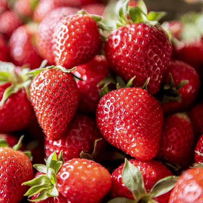 'Flavorfest' June Bearing Bare Root Strawberry Plants - Great for Beginners! Delicious Strawberries and Easy to Grow - from Hand Picked Nursery (25)