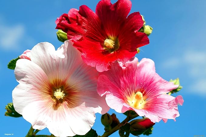 Seeds Hollyhock Seed Mix Malva 30+ Seeds for Planting Showy Perennial Flower Multicolor Mixture (Pack of 2)