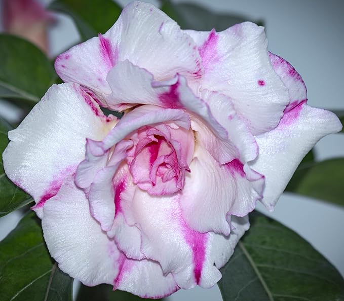 20 Desert Rose Seeds for Planting Mixed Color Ready to Grow Adenium Obesum Seeds Exotic Succulent Colorful Bonsai Plant Tropical Rose Flower Planting Non-GMO Heirloom