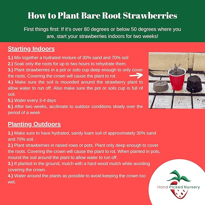 'Flavorfest' June Bearing Bare Root Strawberry Plants - Great for Beginners! Delicious Strawberries and Easy to Grow - from Hand Picked Nursery (25)
