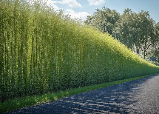 50 Hybrid Willow Trees - Fast Privacy Trees or Shade - Austree Willow Grow 6-10 Feet Per Year - Privacy Hedge