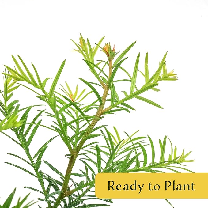 3 Coastal Redwood in 3.5” Nursery Cubes (Sequoia sempervirens) | Majestic Evergreen Tree for Shade, Privacy & Wildlife Support | Ready-to-Plant Live Starter Plants