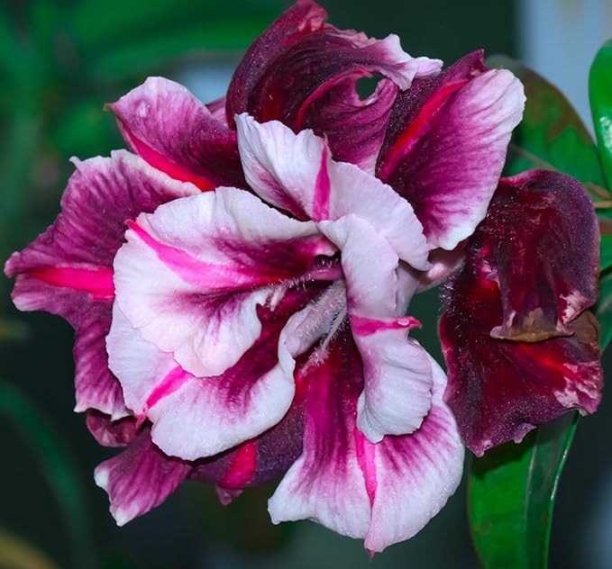 20 Desert Rose Seeds for Planting Mixed Color Ready to Grow Adenium Obesum Seeds Exotic Succulent Colorful Bonsai Plant Tropical Rose Flower Planting Non-GMO Heirloom