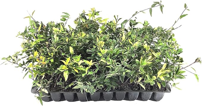 Carolina Jasmine | 50 Live Plants | Gelsemium Sempervirens | Fragrant Yellow Blooms, Evergreen Vine, Low Maintenance, Fast Growing, Climbing, Attracts Pollinators, Garden Trellis