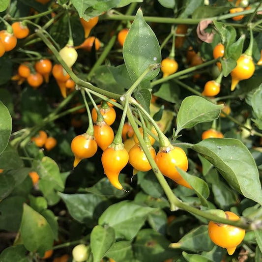 Biquinho Yellow Hot Pepper Seeds - 1 Lb ~80000 Seeds - Non-GMO, Heirloom - Vegetable Garden - Capsicum annuum