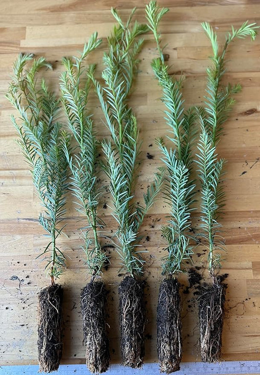 5 Coast Redwood Tree Seedlings- Native, Fast Growing, Animal Habitat (5 Conifer Trees Approx. 1.5 feet in Height)
