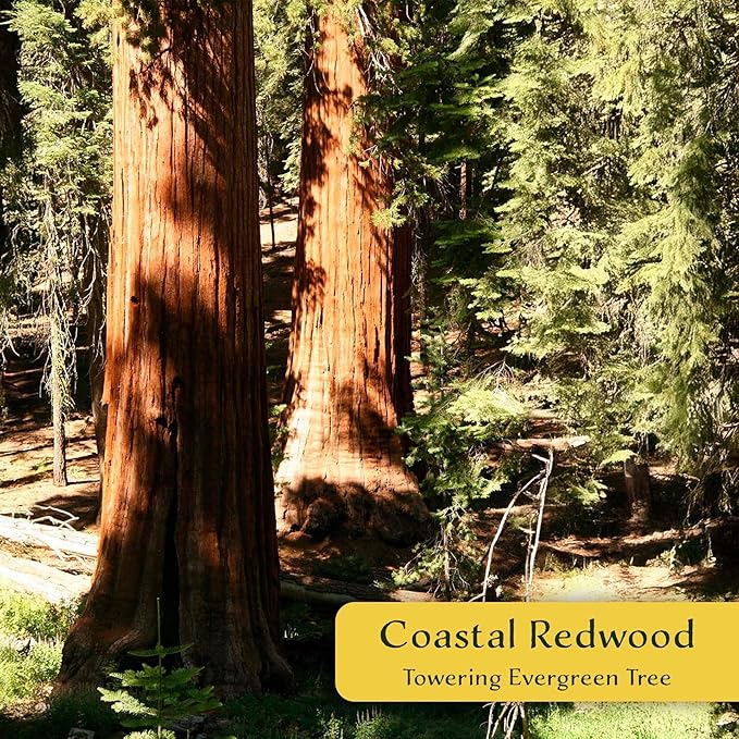 2 Coastal Redwood in 3.5” Nursery Cubes (Sequoia sempervirens) | Majestic Evergreen Tree for Shade, Privacy & Wildlife Support | Ready-to-Plant Live Starter Plants