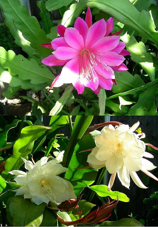 2 Leaves Cuttings Orchid Cactus Epiphyllum Oxypetalum, one Pink and one White