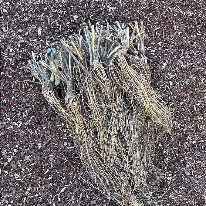 'Flavorfest' June Bearing Bare Root Strawberry Plants - Great for Beginners! Delicious Strawberries and Easy to Grow - from Hand Picked Nursery (5)